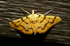 Dichocrocis clytusalis