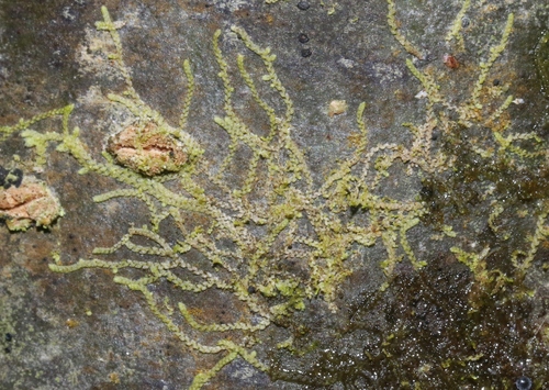 Metalejeunea cucullata