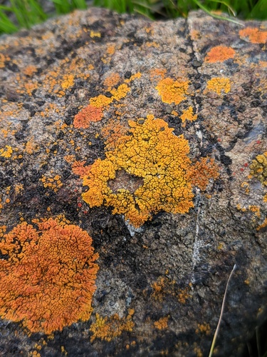 Caloplaca ignea image