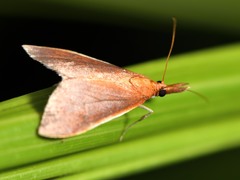 Udea daiclesalis