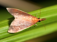 Udea daiclesalis