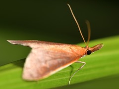 Udea daiclesalis