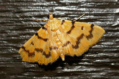 Dichocrocis clytusalis