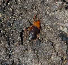 Amphasia interstitialis