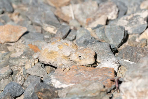 iNaturalist observation photo of Desert Horned Lizard