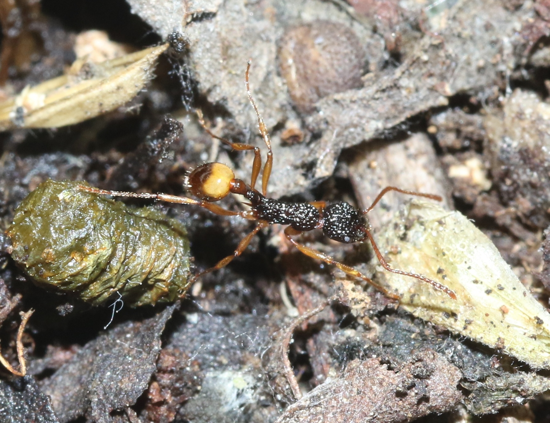 Myrmica urbanii