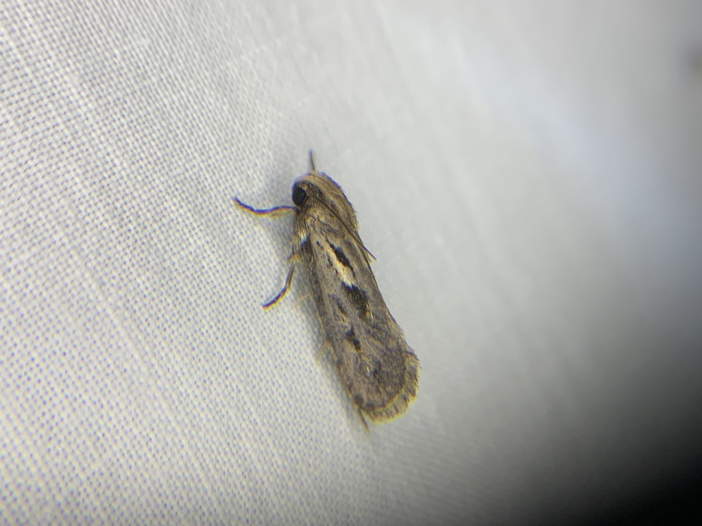Clemens' Grass Tubeworm Moth from County Road 181, Alvin, TX, US on ...