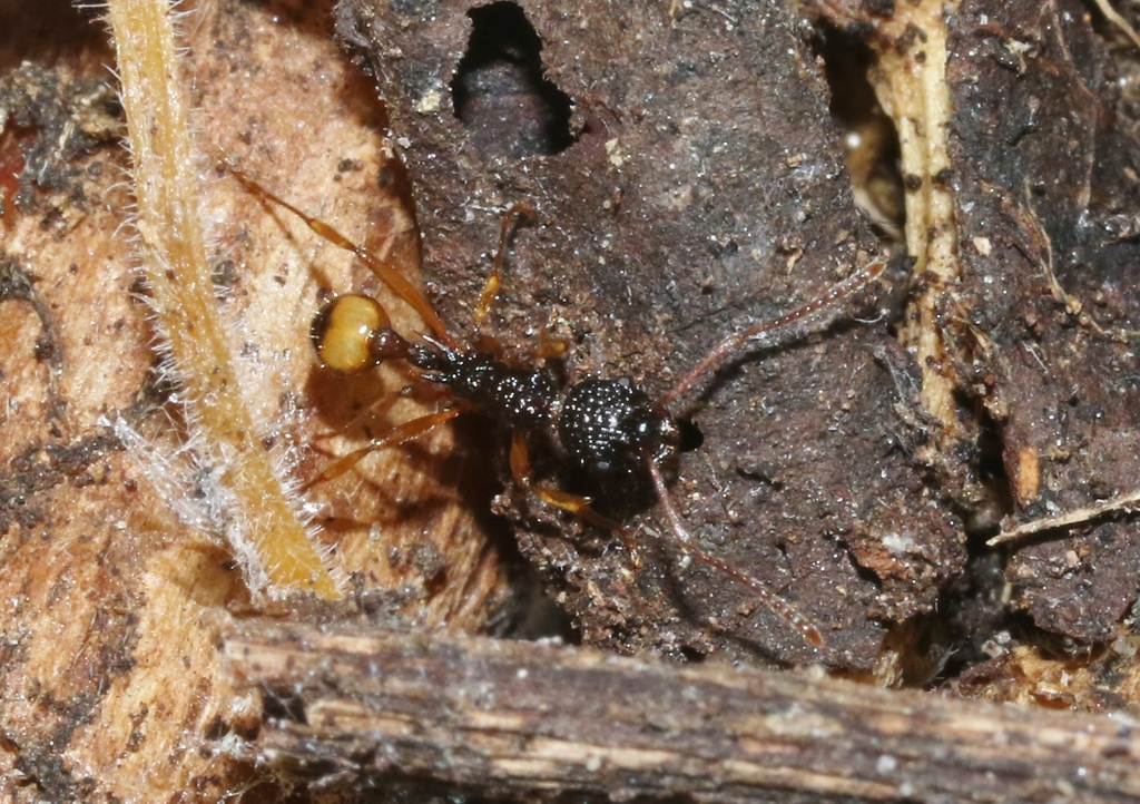 Myrmica urbanii