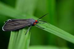 Ctenucha