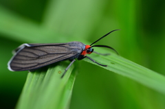 Ctenucha