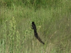 Euplectes progne progne