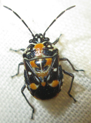 Stenozygum alienatum