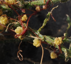 Cuscuta planiflora