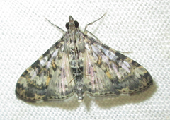 Dysallacta negatalis