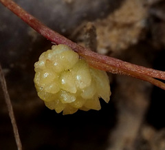 Cuscuta planiflora