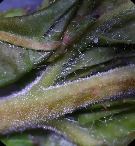 Image of Sorbaria tomentosa by (c) carnifex, some rights reserved (CC BY)