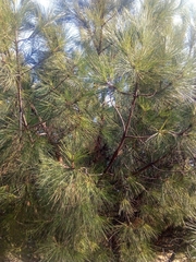 Pinus pinea
