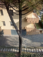 Pinus pinea