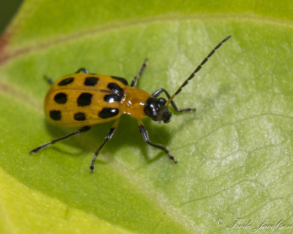 Spotted Cucumber Beetle from Prince George's County, MD, USA on August ...