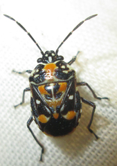 Stenozygum alienatum