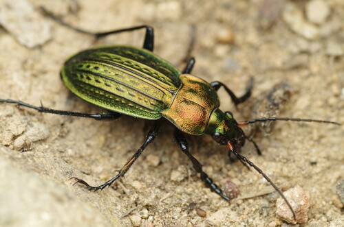 Raudonšlaunis Puošniažygis nuotrauka