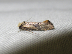 Monopis argillacea