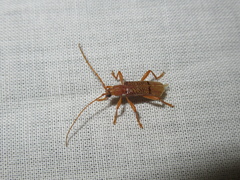 Xuthodes punctipennis