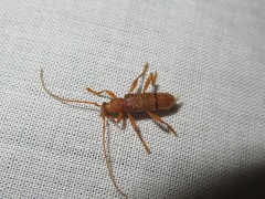 Xuthodes punctipennis