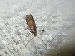 Ptyomaxia trigonogramma