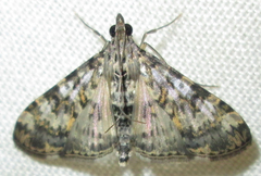 Dysallacta negatalis