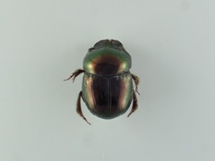 Canthidium