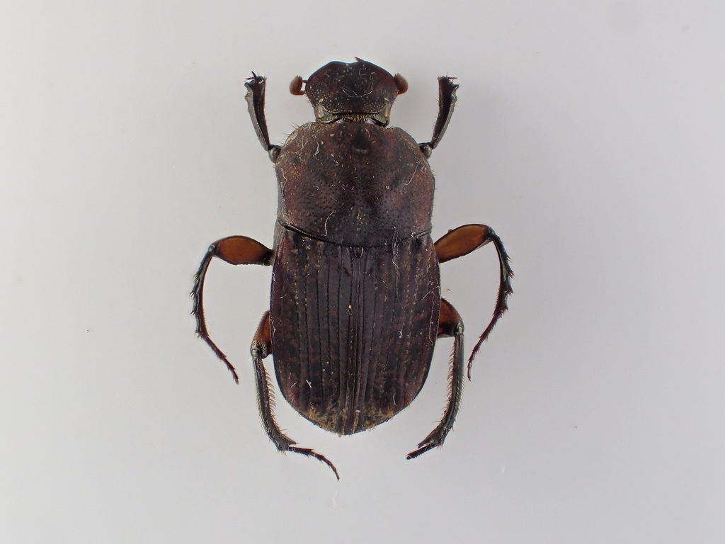 Eurysternus caribeus