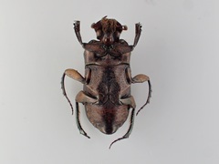 Eurysternus caribeus