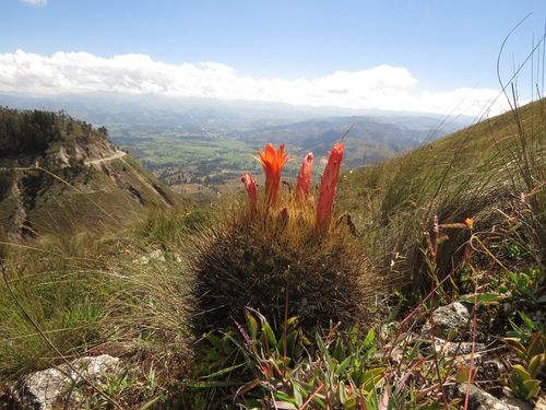 Matucana aurantiaca
