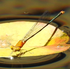 Pseudagrion pilidorsum declaratum