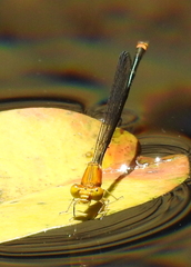 Pseudagrion pilidorsum declaratum