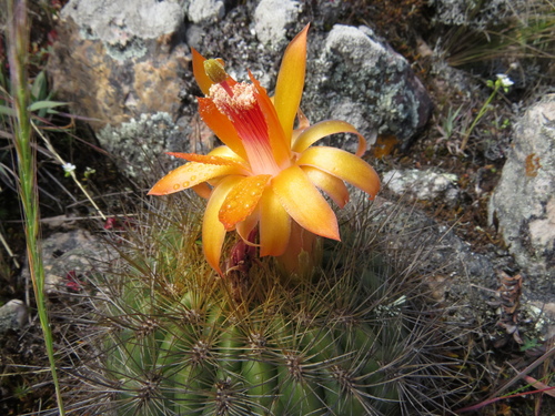 Matucana aurantiaca