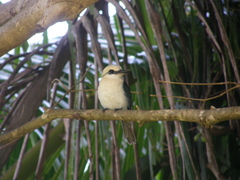 Todiramphus tutus atiu