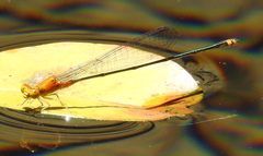 Pseudagrion pilidorsum declaratum