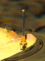 Pseudagrion pilidorsum declaratum