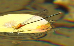 Pseudagrion pilidorsum declaratum