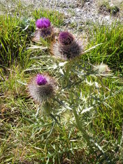 Cirsium morisianum