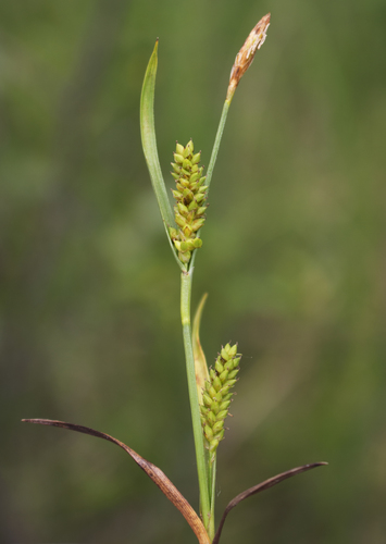 Crawe's sedge (Carex crawei)