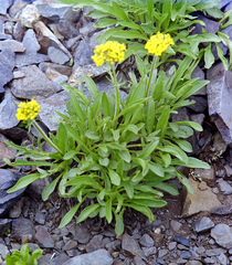 Patrinia sibirica
