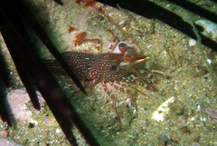 Rhynchocinetes serratus