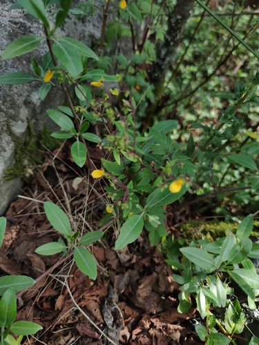 Calceolaria mexicana (Calceolaria mexicana)
