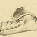 Pteropus griseus - Photo Matschie, Paul.，沒有已知版權限制（公共領域）