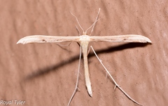 Hellinsia kellicottii