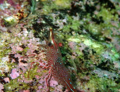 Rhynchocinetes serratus