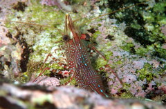 Rhynchocinetes serratus